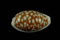 藏品(花鹿寶螺)的圖片